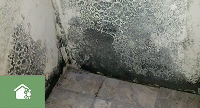 Mold & Mildew Remediation