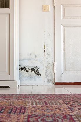 Home Mold Damage